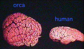 Orca brain compared to a human brain